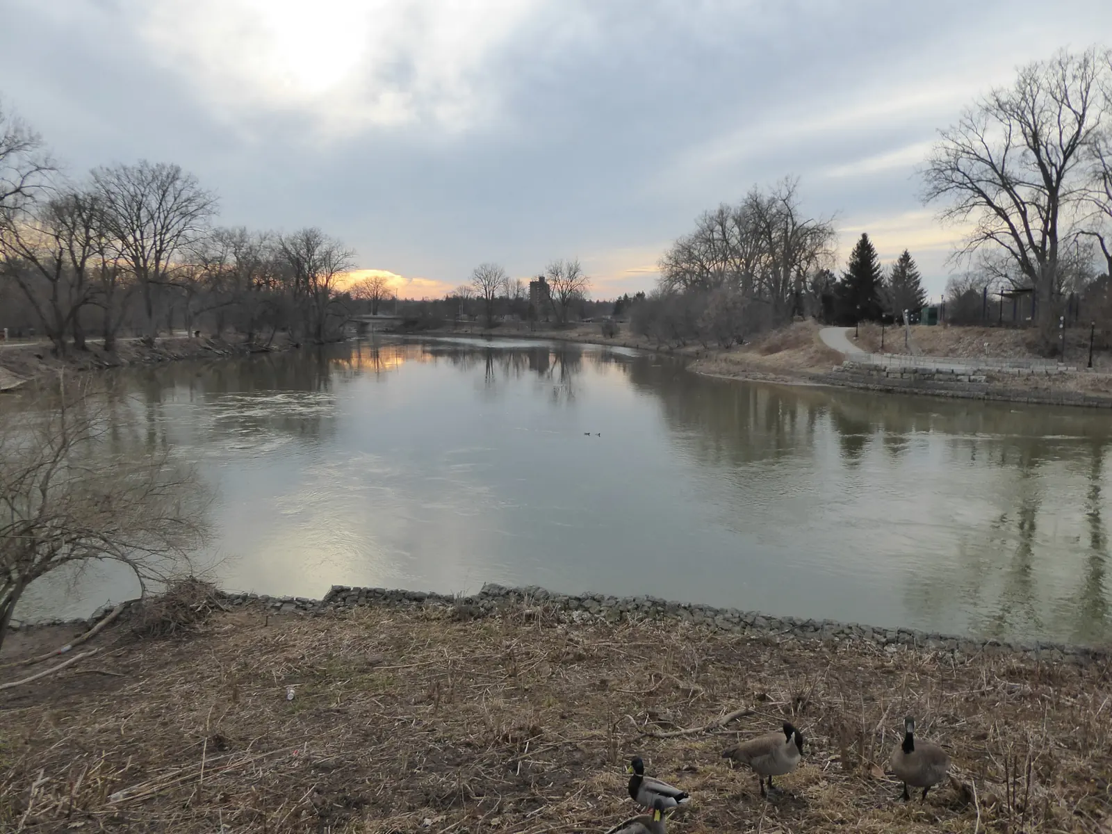 The forks of the Thames at Ivey Park in downtown London, Ontario, in early spring, with bare trees, a path on the far bank, and Canada geese on the near bank.